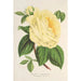 Rose Thé l'Enfant Trouvé - Charles Antoine Lemaire — visning af kunstværket