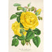 Reproduktion af maleriet Rose Thé Isabelle Grey - Charles Antoine Lemaire