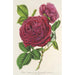 Rose Triomphe d'Amiens - Charles Antoine Lemaire — visning af kunstværket