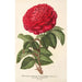 Rose Hybride Remontant Monsieur Journeaux - Charles Antoine Lemaire — visning af kunstværket