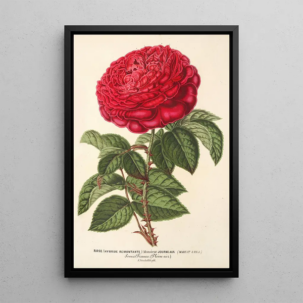 Charles Antoine Lemaire - Rose hybr remont Monsieur Journeaux.webp