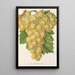 Reproduktion af maleriet Raisin Royal Vineyard - Charles Antoine Lemaire