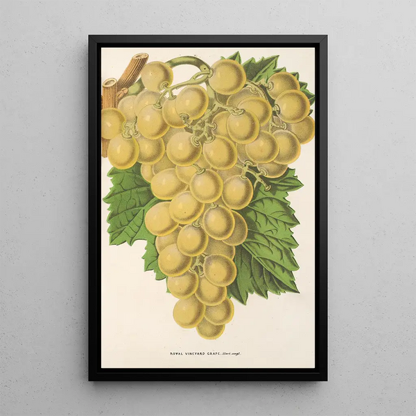 Charles Antoine Lemaire - Royal Vineyard Grape.webp
