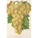 Reproduktion af maleriet Raisin Royal Vineyard - Charles Antoine Lemaire