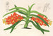 Saccolabium curvifolium - Charles Antoine Lemaire — visning af kunstværket