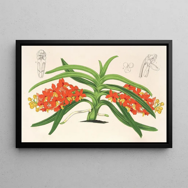 Charles Antoine Lemaire - Saccolabium curvifolium.webp