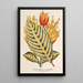 Reproduktion af maleriet Sanchezia nobilis var. glaucophylla - Charles Antoine Lemaire