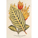 Reproduktion af maleriet Sanchezia nobilis var. glaucophylla - Charles Antoine Lemaire