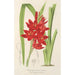 Schizostylis coccinea W. H. Harvey - Charles Antoine Lemaire — visning af kunstværket