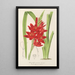 Schizostylis coccinea W. H. Harvey - Charles Antoine Lemaire — indrammet kunstværk på væggen