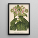 Reproduktion af maleriet Sciadocalyx digitaliflora - Charles Antoine Lemaire