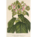 Reproduktion af maleriet Sciadocalyx digitaliflora - Charles Antoine Lemaire