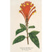 Scutellaria Mociniana - Charles Antoine Lemaire — visning af kunstværket