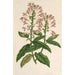 Scutellaria alborosea - Charles Antoine Lemaire — visning af kunstværket