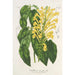 Scutellaria aurata - Charles Antoine Lemaire — visning af kunstværket