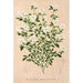 Reproduktion af maleriet Serissa foetida - Charles Antoine Lemaire