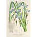 Reproduktion af maleriet Sisyrinchium multiflorum - Charles Antoine Lemaire