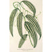 Smilax longifolia fol. variegata - Charles Antoine Lemaire — visning af kunstværket