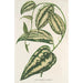Smilax ornata - Charles Antoine Lemaire — visning af kunstværket