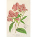 Reproduktion af maleriet Spiraea Nobleana - Charles Antoine Lemaire