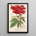 Reproduktion af maleriet Spiraea palmata - Charles Antoine Lemaire