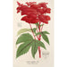 Reproduktion af maleriet Spiraea palmata - Charles Antoine Lemaire