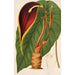 Reproduktion af maleriet Steudnera colocasifolia - Charles Antoine Lemaire