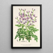 Reproduktion af maleriet Swainsona lessertiaefolia - Charles Antoine Lemaire