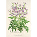 Reproduktion af maleriet Swainsona lessertiaefolia - Charles Antoine Lemaire
