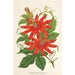 Reproduktion af maleriet Tacsonia Buchanani - Charles Antoine Lemaire
