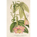 Reproduktion af maleriet Tacsonia quitensis var. eriantha - Charles Antoine Lemaire