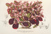 Teleianthera ficoidea var. versicolor - Charles Antoine Lemaire — visning af kunstværket