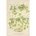 Thalictrum anemonoides - Charles Antoine Lemaire — visning af kunstværket
