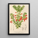 Reproduktion af maleriet Themistoclesia coronilla - Charles Antoine Lemaire
