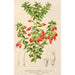 Reproduktion af maleriet Themistoclesia coronilla - Charles Antoine Lemaire