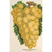 Raisin Thomson's Golden Champion - Charles Antoine Lemaire — visning af kunstværket