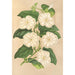 Thunbergia fragrans - Charles Antoine Lemaire — visning af kunstværket