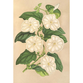 Charles Antoine Lemaire - Thunbergia fragrans.webp