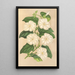 Thunbergia fragrans - Charles Antoine Lemaire — indrammet kunstværk på væggen