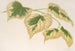 Tilia parvifolia var. fol. varieg. - Charles Antoine Lemaire — visning af kunstværket