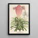 Reproduktion af maleriet Tillandsia Lindeni - Charles Antoine Lemaire