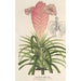 Reproduktion af maleriet Tillandsia Lindeni - Charles Antoine Lemaire