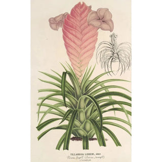 Charles Antoine Lemaire - Tilllandsia Lindeni.webp