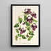 Reproduktion af maleriet Torenia asiatica - Charles Antoine Lemaire