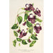 Reproduktion af maleriet Torenia asiatica - Charles Antoine Lemaire