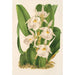 Trichopilia fragrans nobilis - Charles Antoine Lemaire — visning af kunstværket