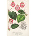 Tydaea Variétés hybrides de - Charles Antoine Lemaire — visning af kunstværket