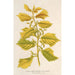 Reproduktion af maleriet Ulmus campestris var aurea - Charles Antoine Lemaire