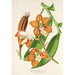 Reproduktion af maleriet Vanda Cathearty - Charles Antoine Lemaire