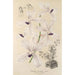 Vanda coerulea - Charles Antoine Lemaire — visning af kunstværket